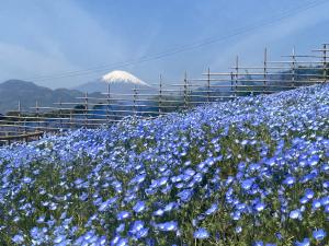 ネモフィラ-穴場-2026-画像1