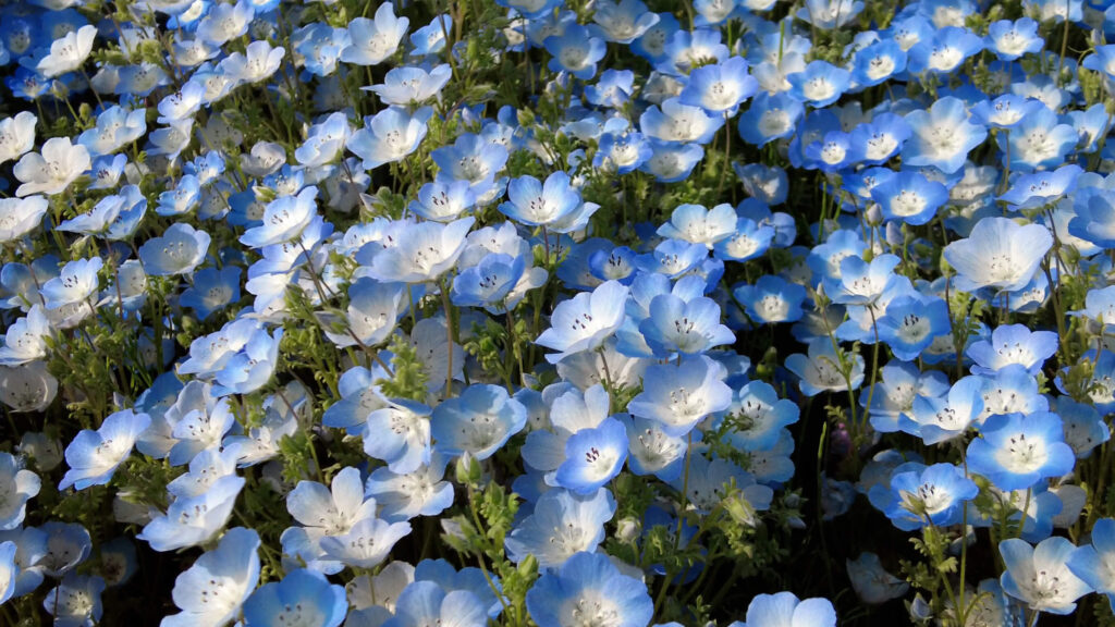 ネモフィラ-穴場-2026-画像4