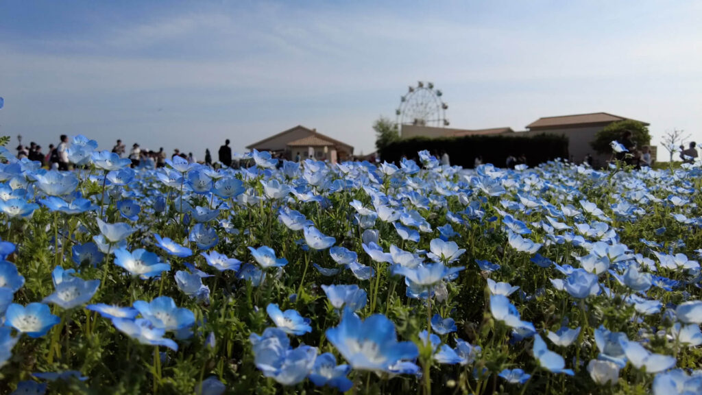 ネモフィラ-穴場-2026-画像5