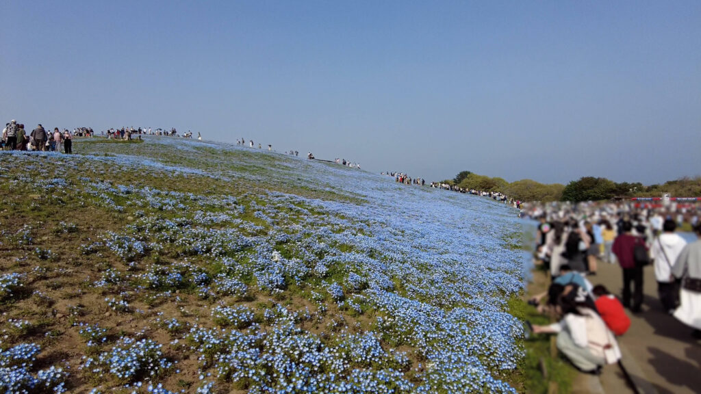 ネモフィラ-穴場-2026-画像7