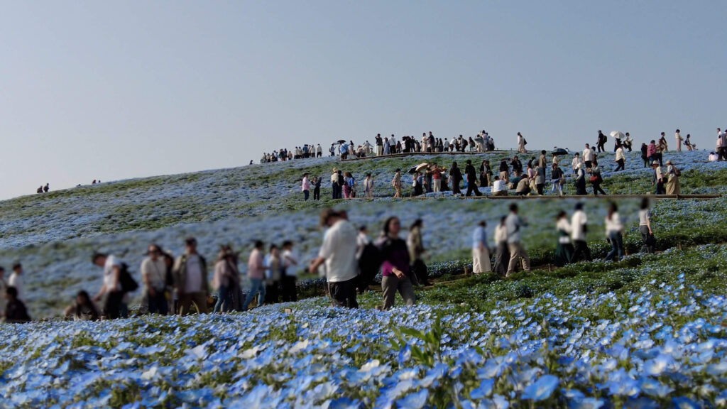 ネモフィラ-ひたち海浜公園-混雑-画像2