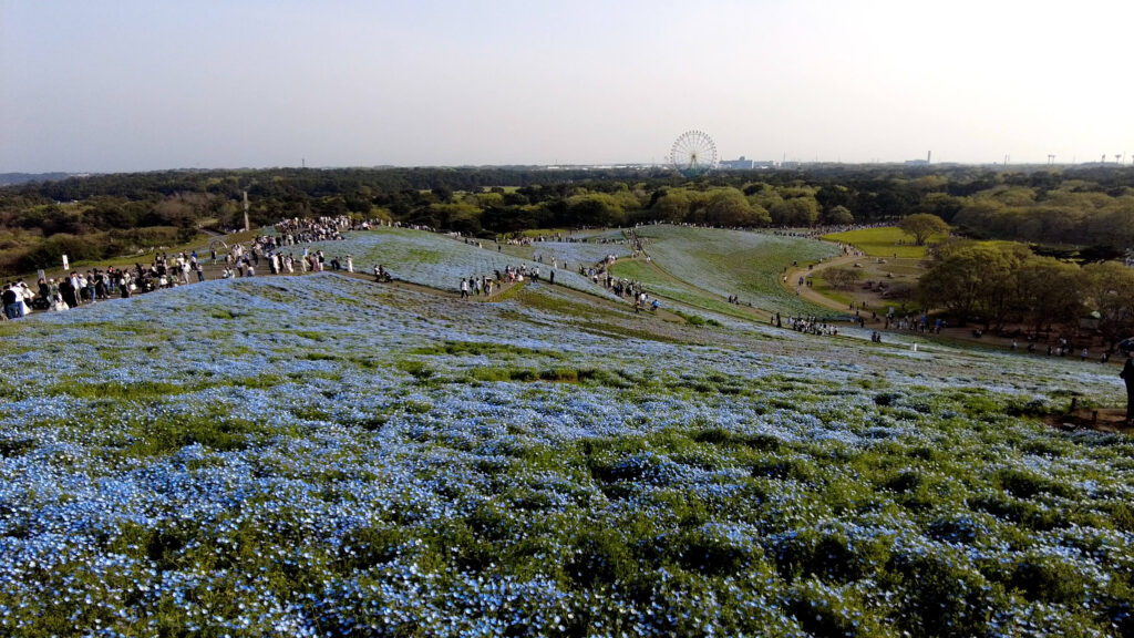 ネモフィラ-ひたち海浜公園-混雑-画像3