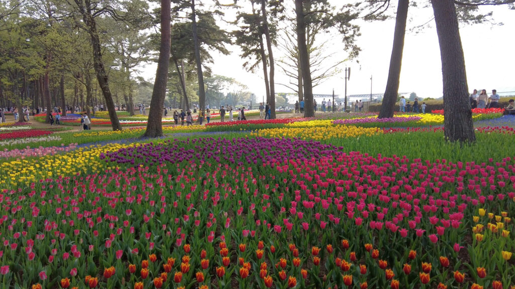 ネモフィラ-ひたち海浜公園-混雑-画像4