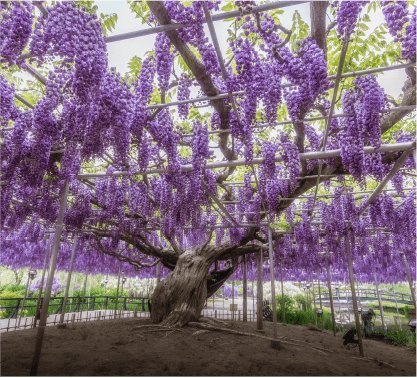 藤の花-名所-関東-画像10