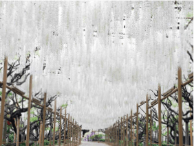 藤の花-名所-関東-画像11