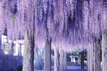 藤の花-名所-関東-画像2