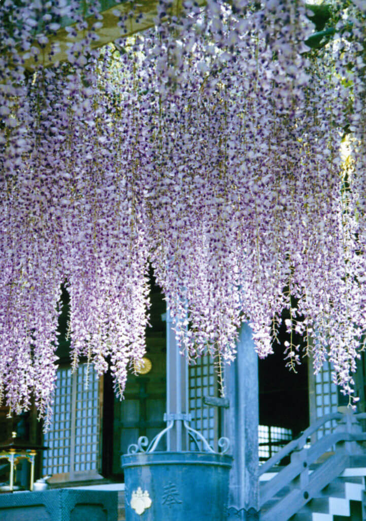 藤の花-名所-関東-画像3