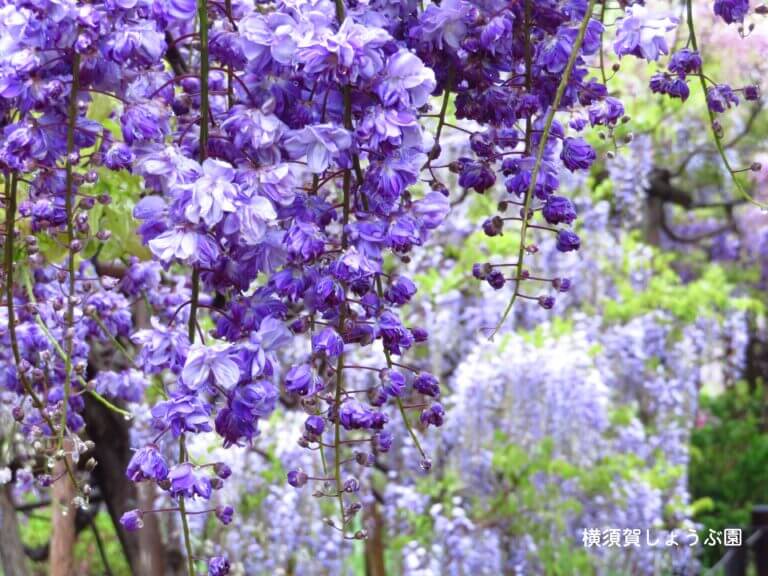 藤の花-名所-関東-画像4