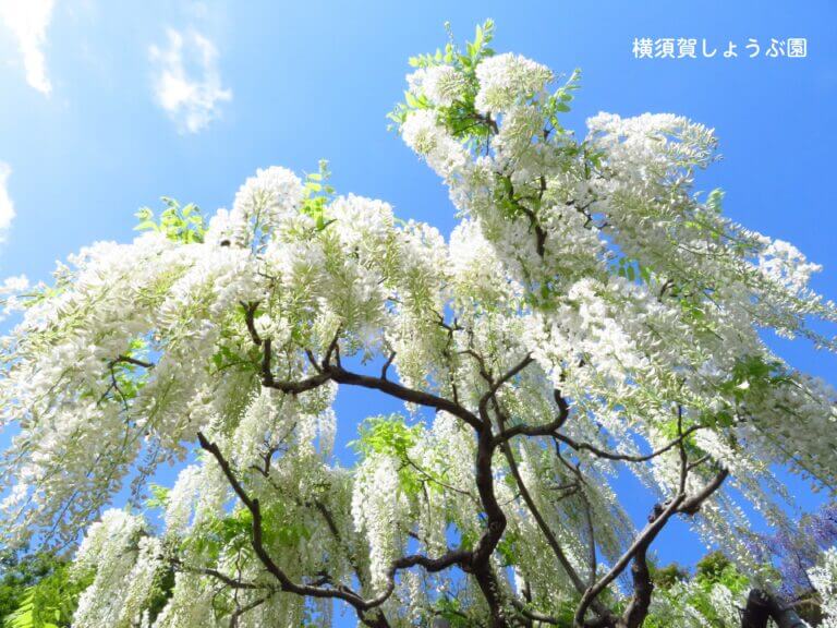 藤の花-名所-関東-画像5