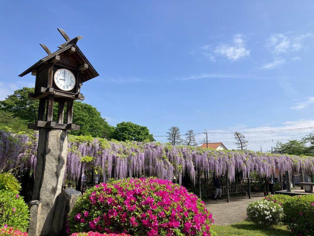 藤の花-名所-関東-画像7