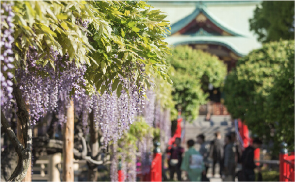 藤の花-名所-関東-画像8