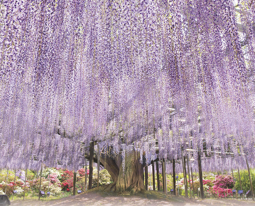 藤の花-名所-関東-画像9